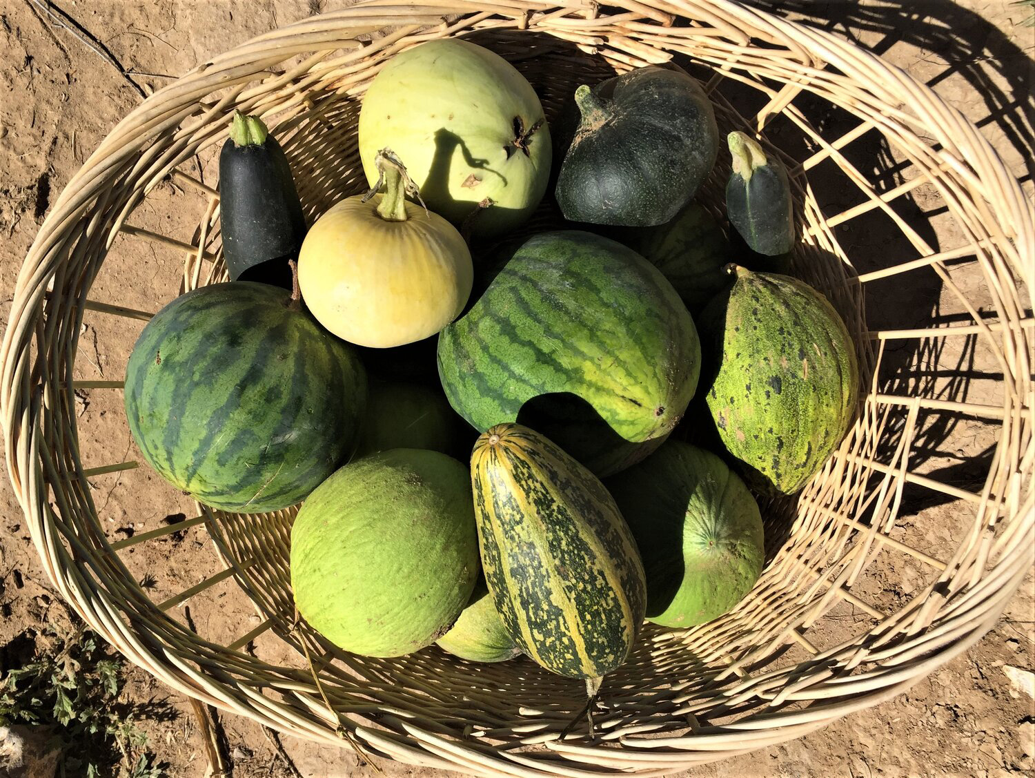  - Melons and pumpkins, Laguna Pueblo, NM